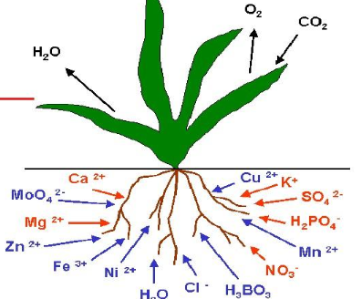 植物营养学论文翻译英文难吗 