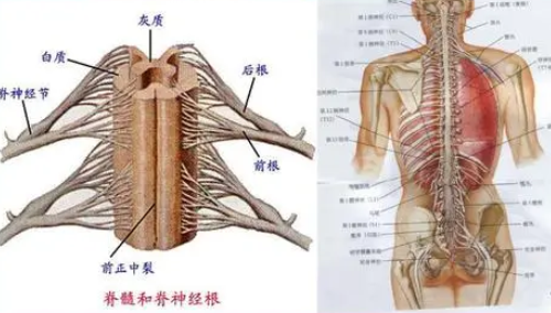 脊髓相关论文怎么发表英文期刊