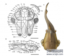 Current Biology是什么专业sci期刊